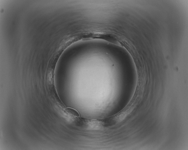 X0000083610336200702121121