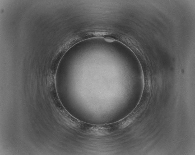 X0000083610367200702121121