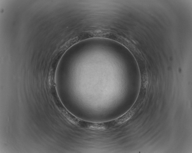 X0000083610515200702121118