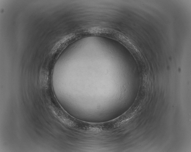 X0000083610592200702121117