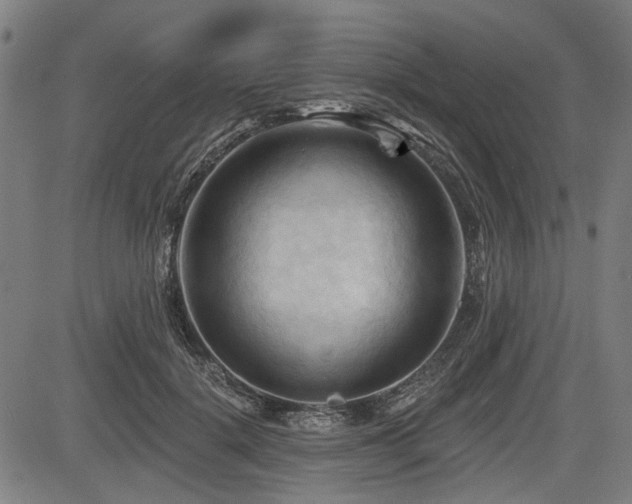 X0000083610652200702121116