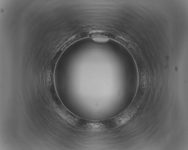 X0000083610654200702121116