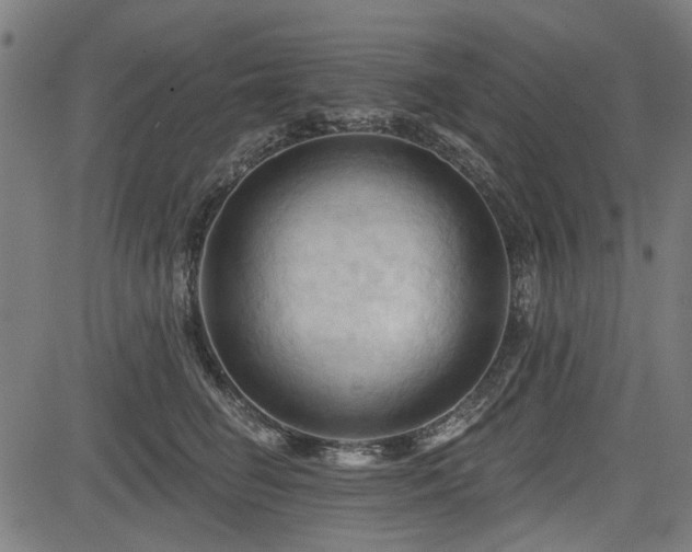 X0000083610662200702121116