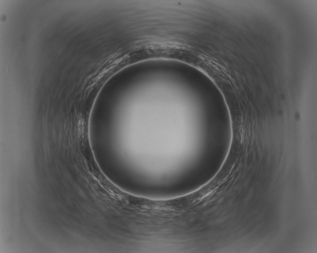 X0000083611061200702121109