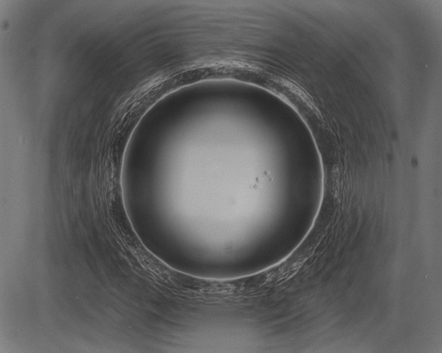 X0000083611111200702121108