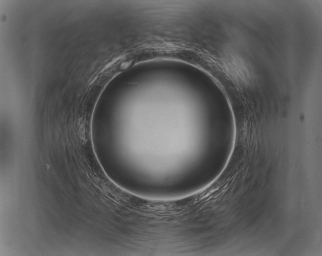 X0000083611205200702121106