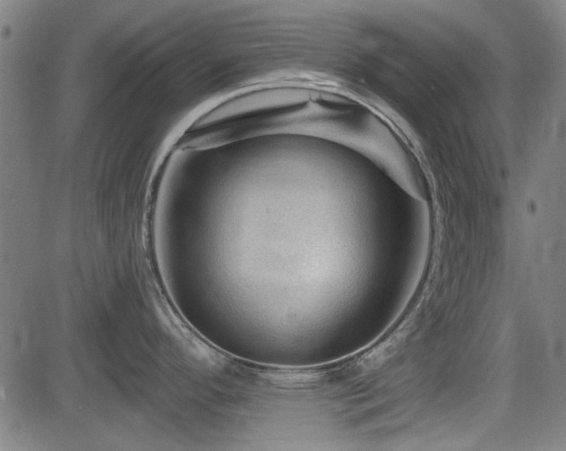 X0000083611296200702121106