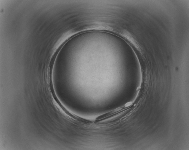 X0000083611468200702121103