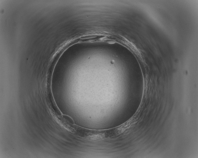 X0000083610155200702201259