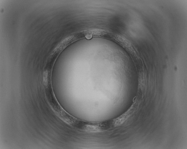 X0000083610167200702201259