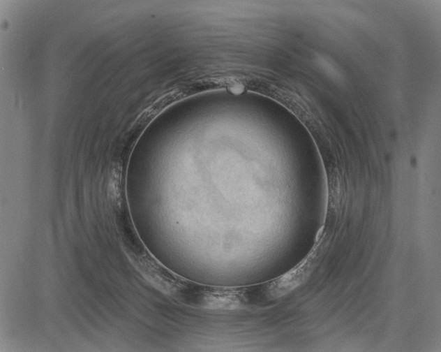 X0000083610175200702201259