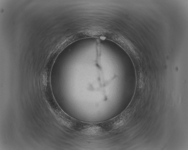 X0000083610210200702201258