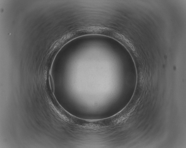 X0000083610633200702201251