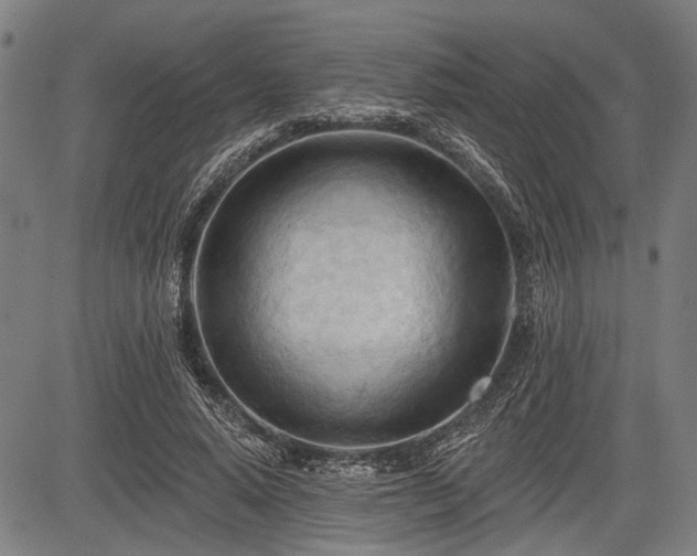 X0000083610640200702201251