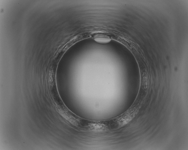 X0000083610654200702201251