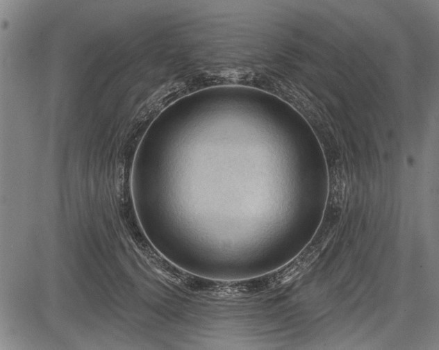 X0000083610656200702201251