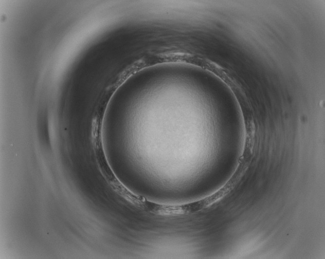 X0000083610767200702201250