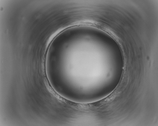 X0000083610960200702201246