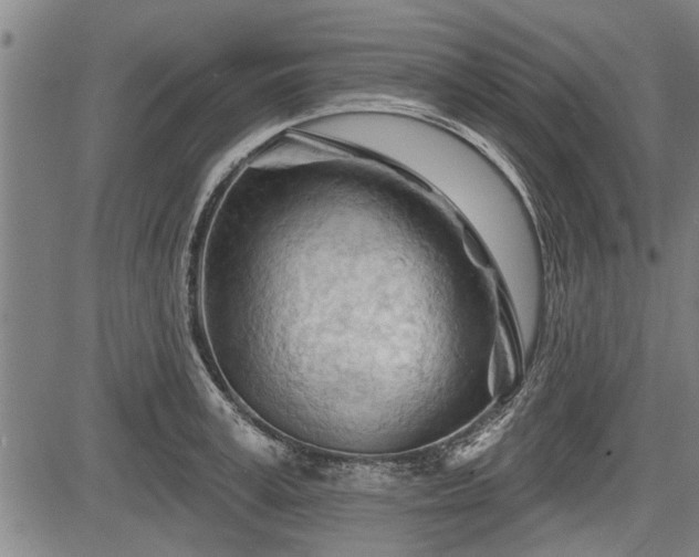 X0000083610995200702201245