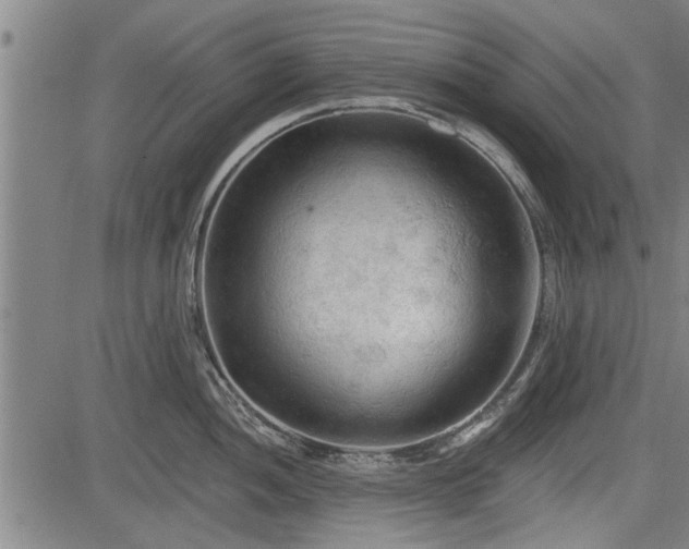 X0000083611052200702201245