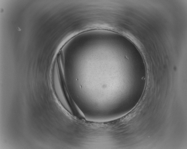 X0000083611056200702201245