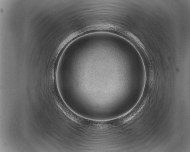 X0000083611226200702201241