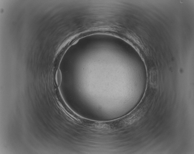 X0000083611452200702201237