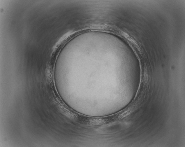 X0000083611454200702201237