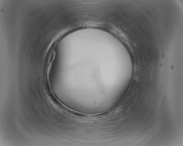 X0000083610012200702260939