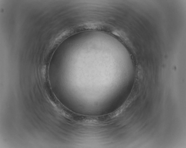 X0000083610066200702260938