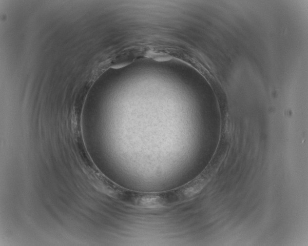 X0000083610173200702260937