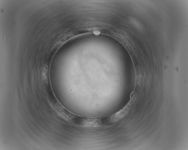 X0000083610175200702260937