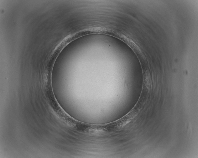 X0000083610208200702260936