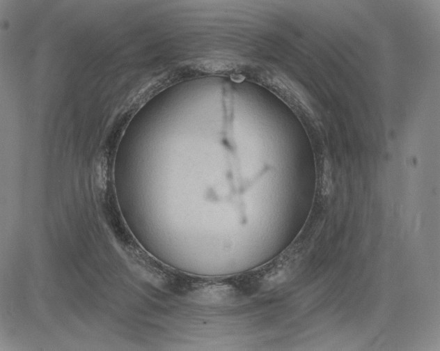 X0000083610210200702260936