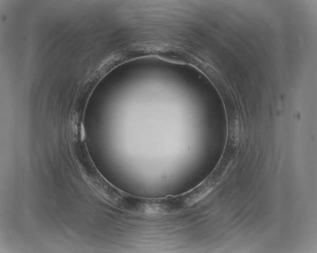 X0000083610264200702260935