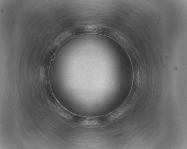 X0000083610270200702260935