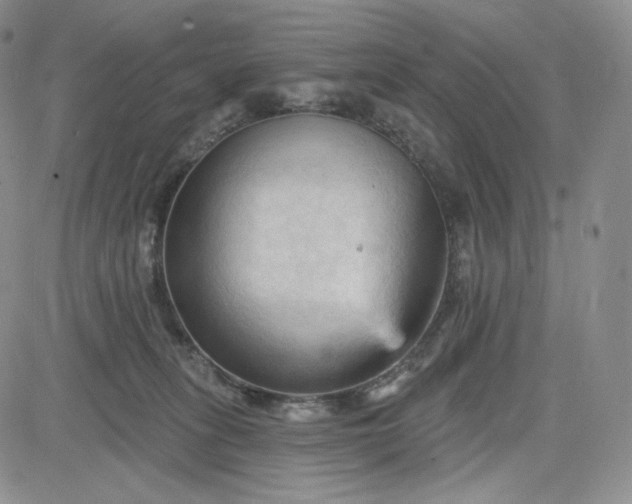 X0000083610275200702260935