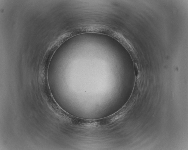 X0000083610306200702260935