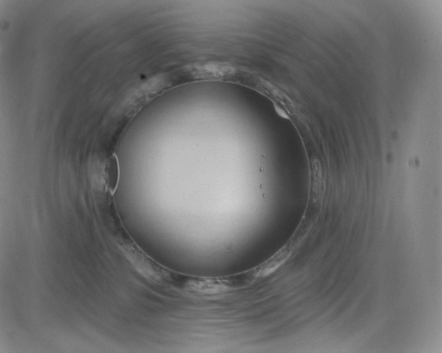 X0000083610331200702260934