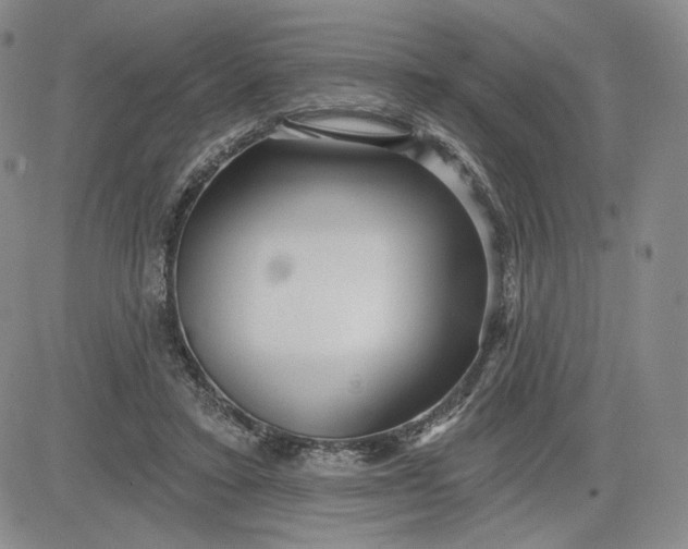 X0000083610403200702260933