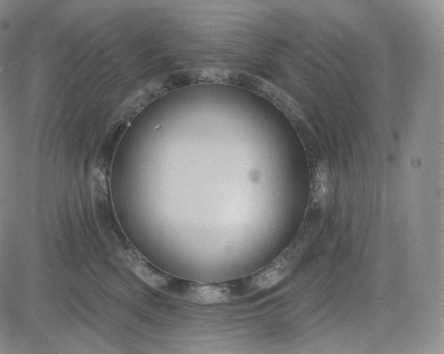 X0000083610522200702260931