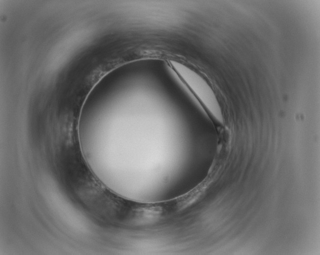 X0000083610525200702260931