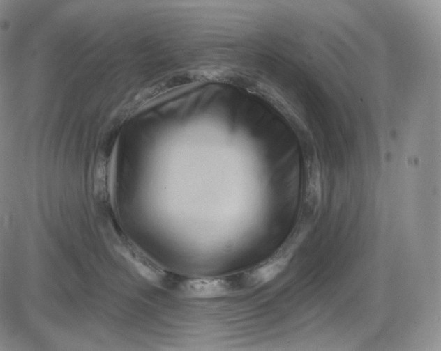 X0000083610526200702260931