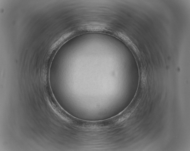 X0000083610533200702260930