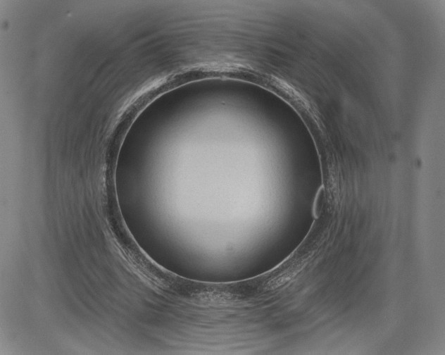 X0000083610535200702260930