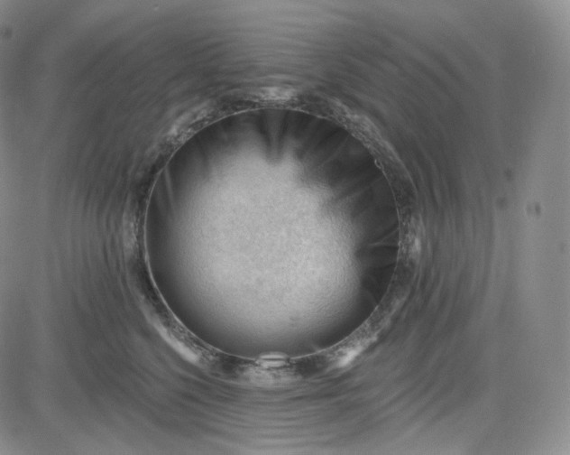 X0000083610568200702260931