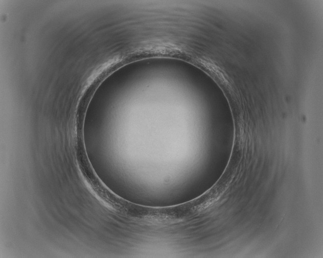 X0000083610630200702260929