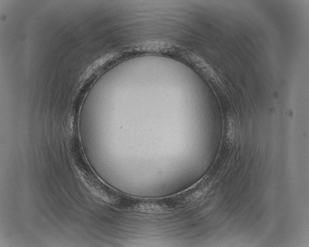 X0000083610636200702260929