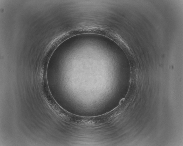 X0000083610640200702260929