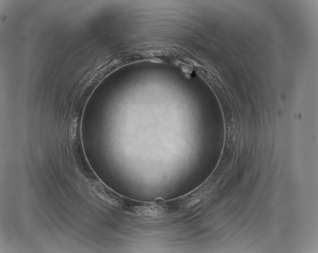 X0000083610652200702260929